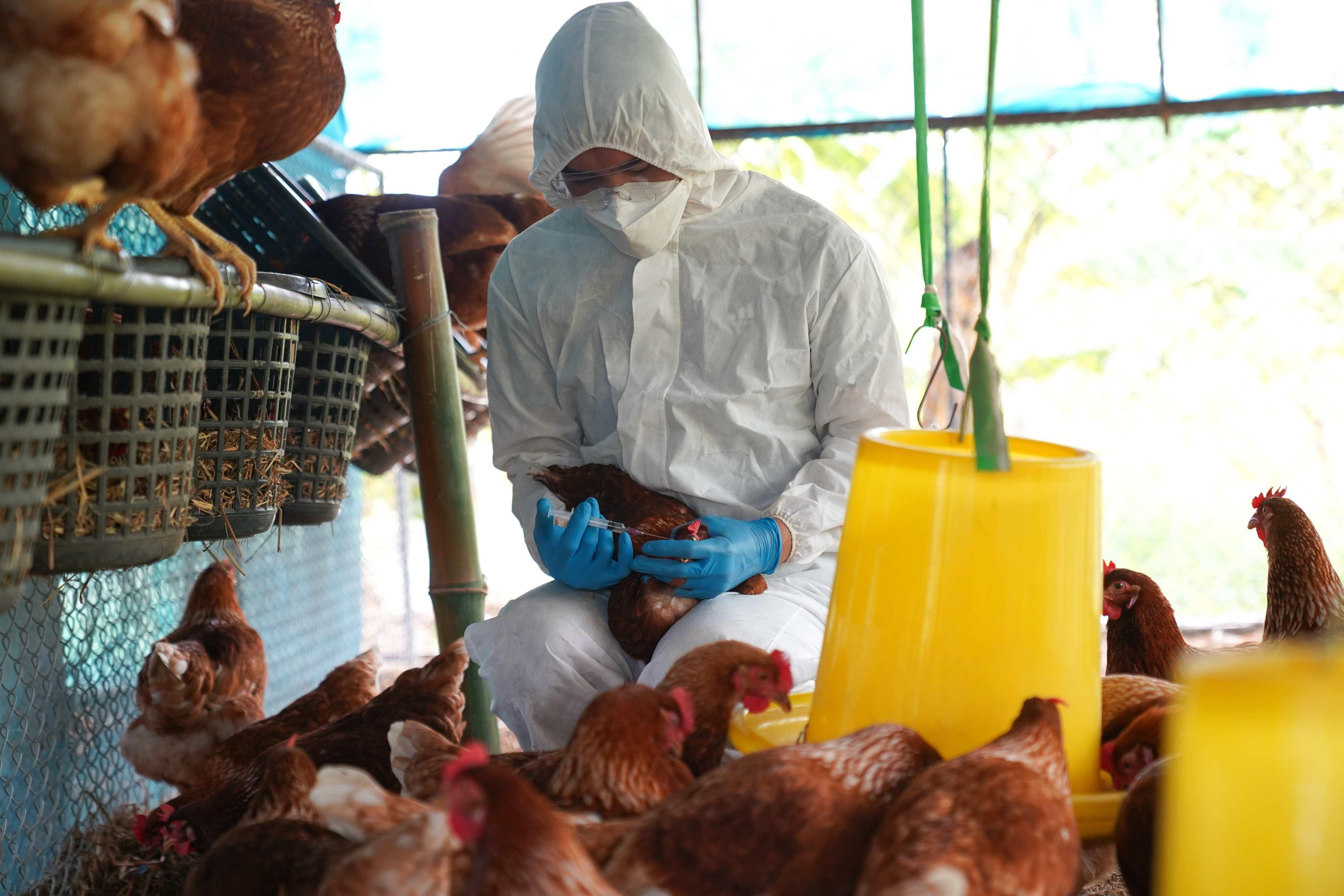 Brasil Concentra 100 Casos De Gripe Aviária, Detalha Relatório Do ...